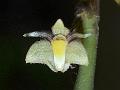 Himalayan Horn-Lip Orchid
